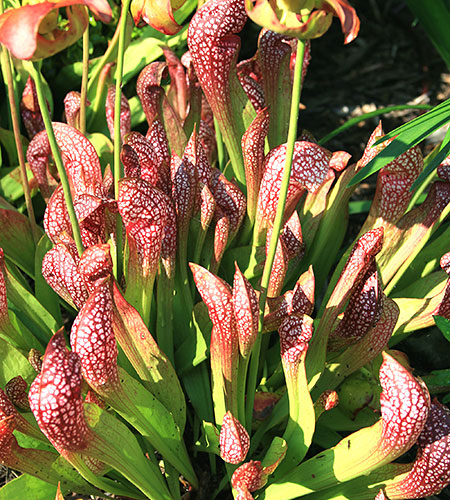 Sarracenia x wrigleyana 'Scarlet Belle' (Scarlet Belle Pitcher Plant) slide #61054