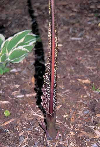 Sauromatum venosum (Voodoo Lily) slide #8510