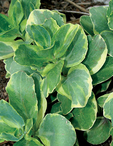 Sedum 'Diamond Edge' (Diamond Edge Sedum) slide #60066