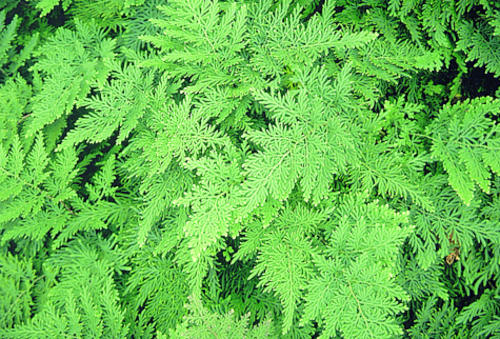 Selaginella braunii (Arborvitae Fern) slide #11431