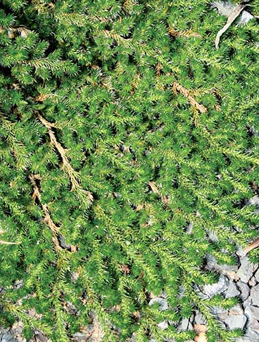 Selaginella peruviana coll. #A2T-010 (Peruvian Spikemoss) slide #60068