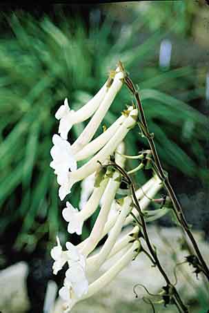 Sinningia tubiflora (Hardy White Gloxinia) slide #17350