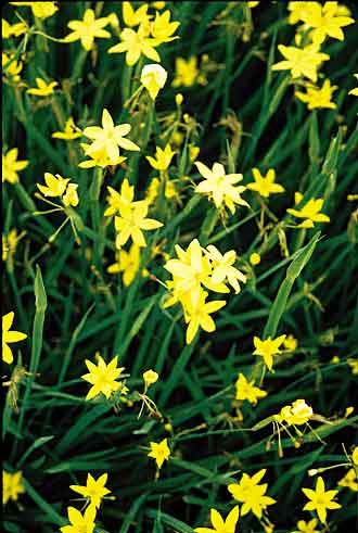 Sisyrinchium tinctorium 'Puerto Yellow' (coll. #A1 (Mexican Yellow-Eyed Grass) slide #13271