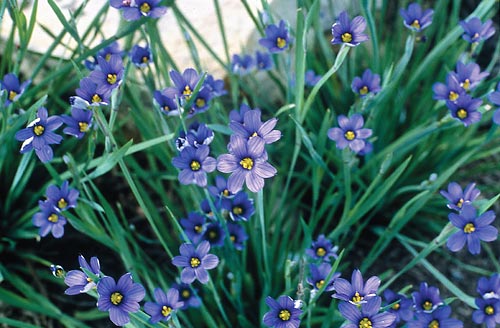 Sisyrinchium angustifolium 'Lucerne' (Lucerne Blue-Eyed Grass) slide #19999
