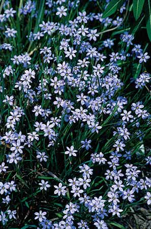 Sisyrinchium  'Suwannee' (Blue-Eyed Grass) slide #21201