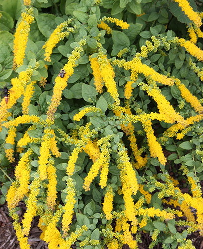 Solidago sphacelata 'Golden Fleece' (Golden Fleece Autumn Goldenrod) slide #61217