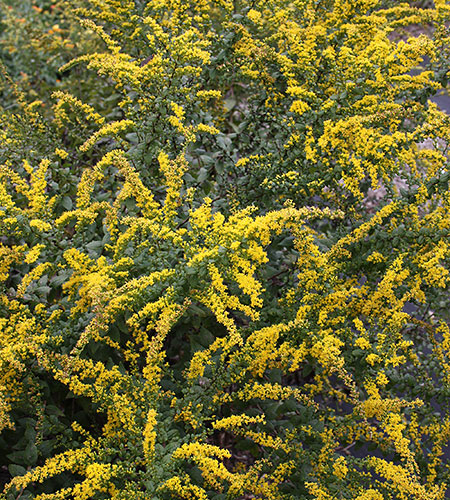 Solidago rugosa 'Lynn Lowrey' (Lynn Lowrey Rough Goldenrod) slide #62144