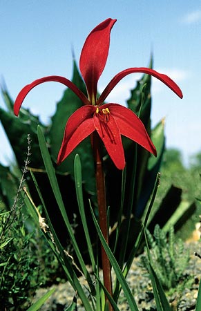 Sprekelia formosissima (Aztec Lily) slide #18805