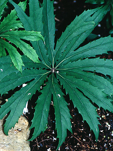 Syneilesis palmata (Palmate Shredded Umbrella Plant) slide #26824