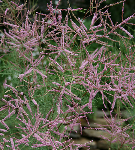 Tamarix ramosissima 'Pink Cascade' (Pink Cascade Salt Cedar) slide #62145