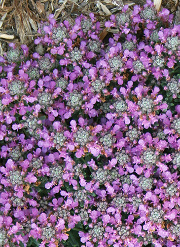 Teucrium cossonii (Pineapple Germander) slide #61352