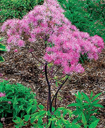 Thalictrum 'Black Stockings' (Black Stockings Meadow Rue) slide #29674