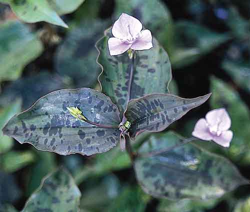 Tinantia pringlei coll. #A1M-77 (Speckled Wandering Jew) slide #18083