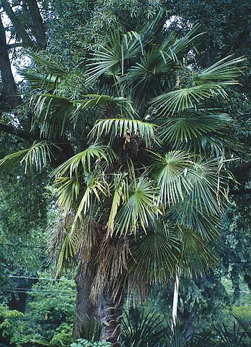 Trachycarpus fortunei Taylor Form (Windmill Palm) slide #19483