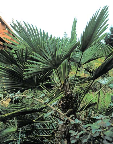 Trachycarpus wagnerianus (Wagner's Windmill Palm) slide #24888