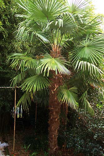 Trachycarpus fortunei Tennessee Form (Hardy Windmill Palm) slide #30245