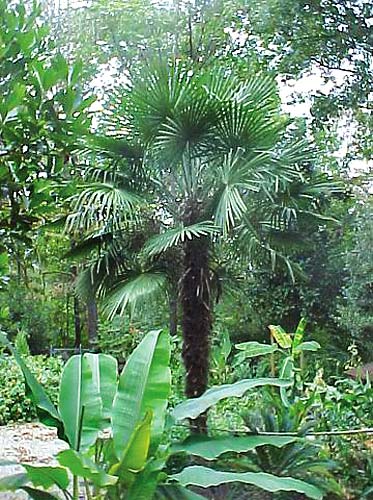 Trachycarpus 'Hayes Stiffie' (Hayes Stiff Windmill Palm) slide #30246
