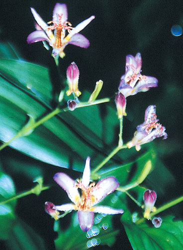 Tricyrtis 'Taipei Silk' PP 18,727 (Taipei Silk Toad Lily) slide #30037