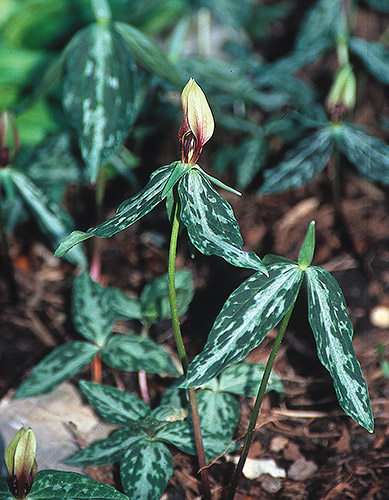 Trillium lancifolium coll. #A2FL-013 (Lance Leaf Toadshade) slide #28327