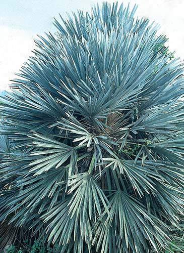 Trithrinax campestris (Argentine Silver Palm) slide #18542