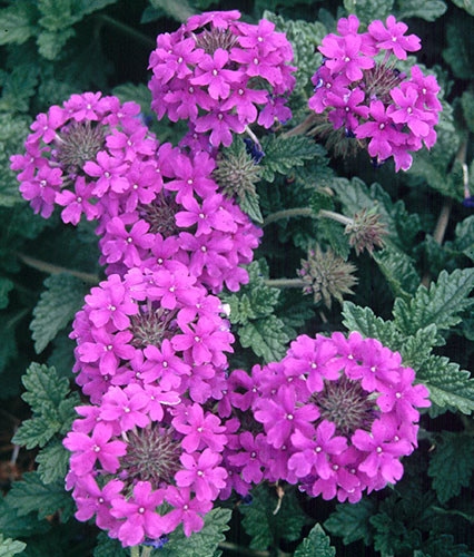 Verbena 'Homestead Purple' (Perennial Verbena) slide #10300