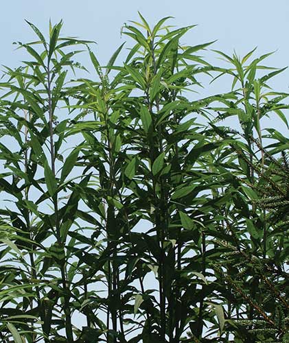 Vernonia altissima 'Jonesboro Giant' (Jonesboro Giant Ironweed) slide #29665
