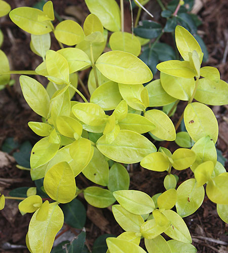 Vinca minor '24 Carat' PP 20,289 (Golden Vinca Minor) slide #62152