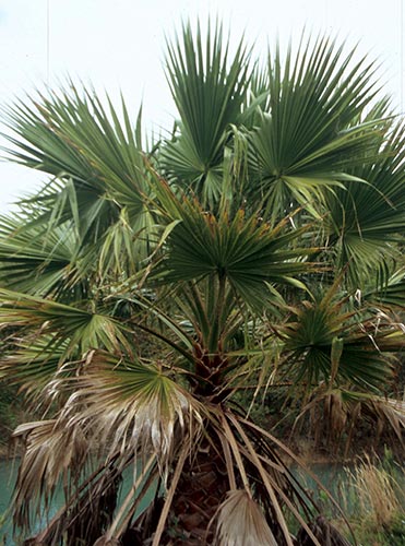 Washingtonia robusta (Mexican Fan Palm) slide #30663