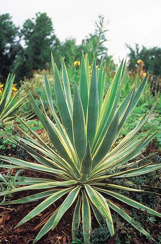 Yucca gloriosa 'Variegata' (Variegated Mound-lily Soapwort) slide #14119