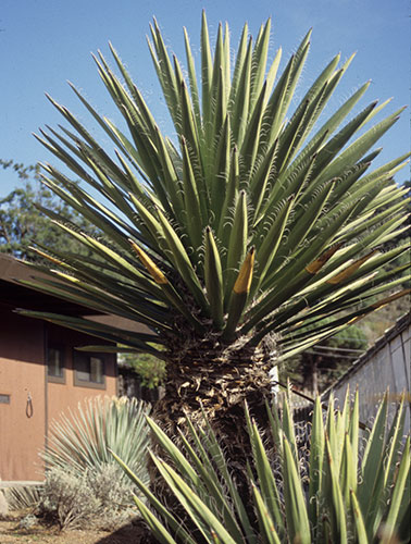 Yucca carnerosana (Spanish Dagger) slide #18243