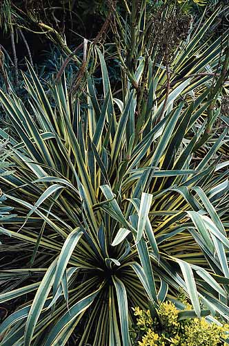 Yucca filamentosa ssp. smalliana 'Bright Edge' (Bright Edge Soapwort) slide #19559