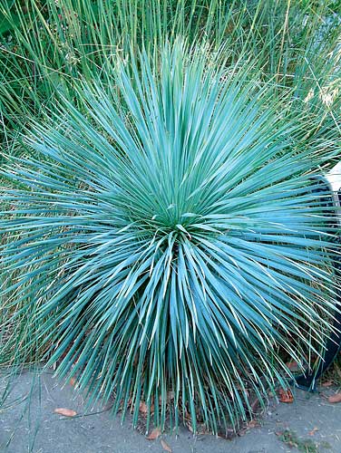 Yucca rostrata 'Sapphire Skies' (Sapphire Skies Blue Beaked Yucca) slide #30250