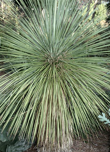 Yucca linearifolia (Linear Leaf Yucca) slide #60984