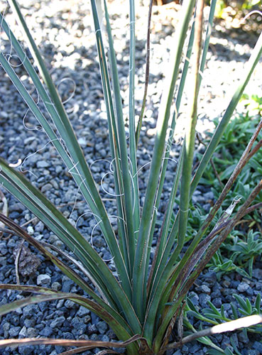 Yucca decipiens (Palm Soapwort) slide #61063