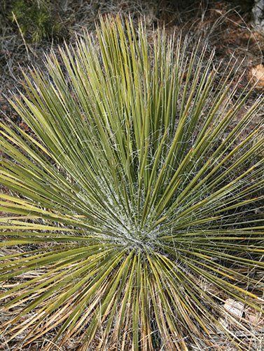 Yucca elata var. angustissima (Narrow Leaf Soapwort) slide #61220