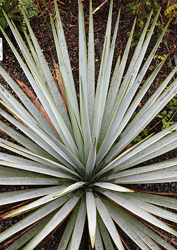Yucca coahuilensis (Coahuila Soapwort) slide #61463