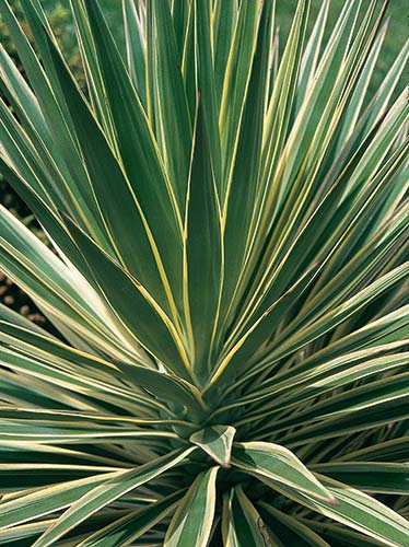 Yucca aloifolia 'Variegata' (Margined Spanish Bayonet) slide #9120