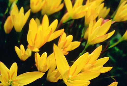 Zephyranthes reginae (Valles Yellow Rain Lily) slide #11471