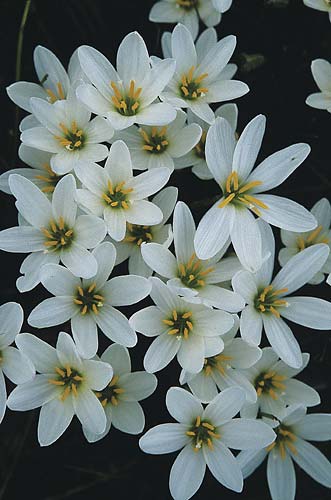 Zephyranthes candida (Rain Lily) slide #19969