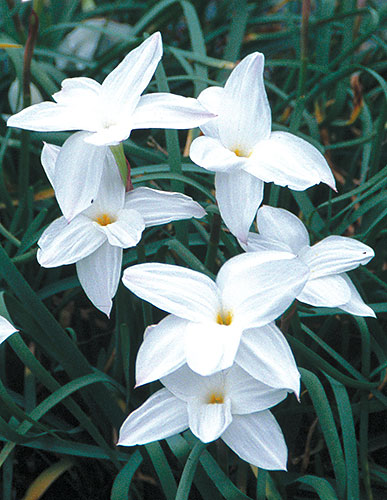 Zephyranthes drummondii 'Fedora' (Fedora Rain Lily) slide #23601