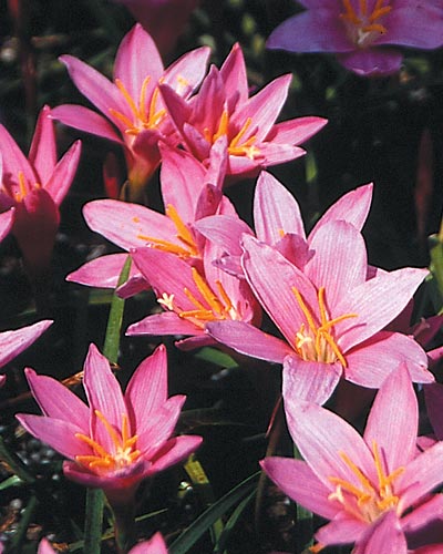 Zephyranthes grandiflora (Large-Flowered Pink Rain Lily) slide #29513
