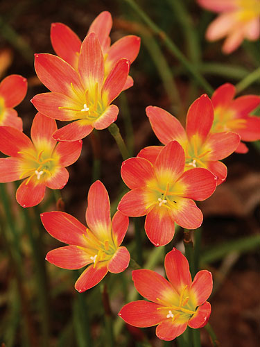 Zephyranthes 'Krakatau' (Krakatau Rain Lily) slide #30256