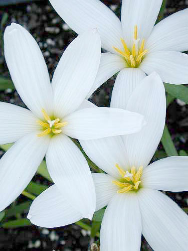 Zephyranthes 'Cookie Cutter Moon' (Cookie Cutter Moon Rain Lily) slide #61067