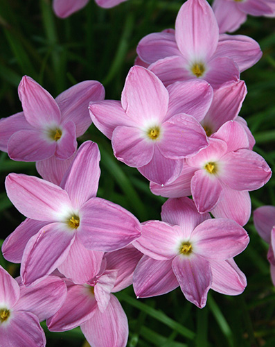 Zephyranthes 'Pink Panther' (Pink Panther Rain Lily) slide #61071