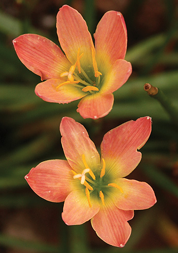 Zephyranthes 'Abacos Apricot' (Bahama August Grass) slide #61368