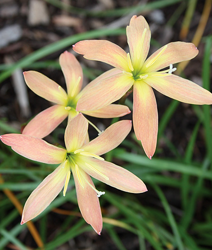 Zephyranthes 'Bangkok Peach' (Bangkok Peach Rain Lily) slide #61370