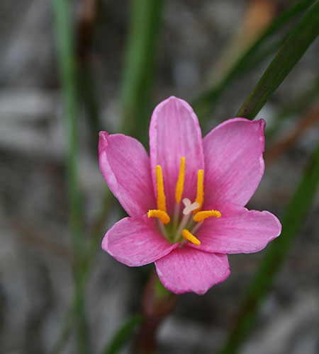 Zephyranthes 'Beni Tama' (Red Jewel Rain Lily) slide #62156