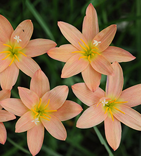 Zephyranthes 'New Dimension' (New Dimension Rain Lily) slide #62158