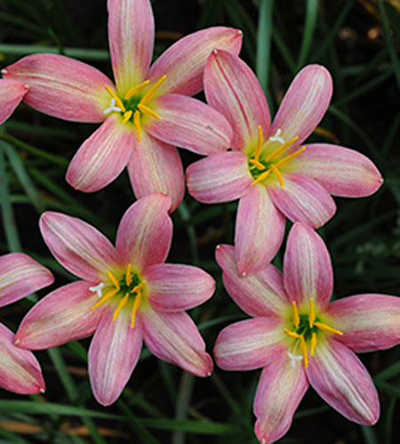 Zephyranthes 'Rose Perfection' (Rose Perfection Rain Lily) slide #62159