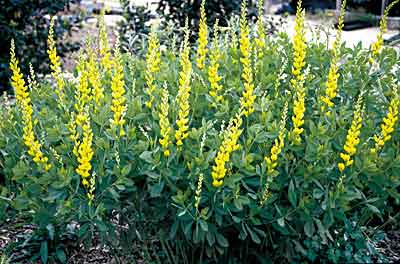 Baptisia sphaerocarpa